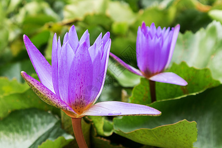 池塘上的紫彩莲花图片