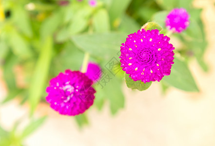 特写环球阿马拉尼特花朵粉色颜色紫色墙纸公园植物学花园场地香气生长园艺野花图片