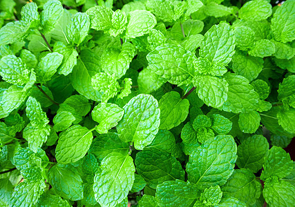 天然的新鲜胡椒薄粉宏观花园叶子疗法呼吸植物芳香药品香味香气图片