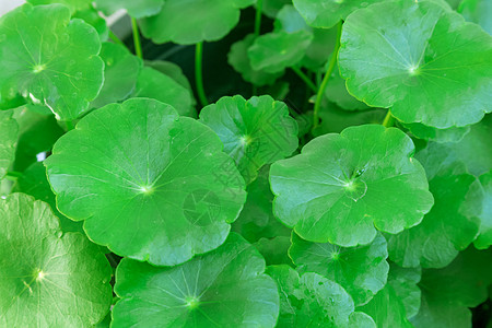 特写积雪草或 gotu kola 在她仙草季节植物白色勾图墙纸科拉自然生长草本图片