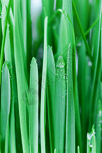 绿草和露露滴植物学小麦液体草地季节环境草本植物生长天气绿色图片