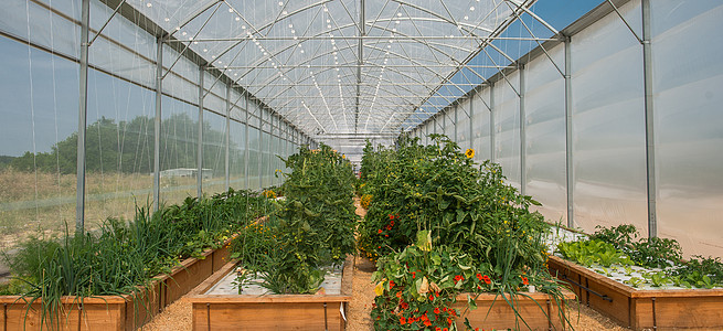 在温室中生长的蔬菜植物后院麸质国家园艺树木黄瓜叶子果园苗圃胡椒图片