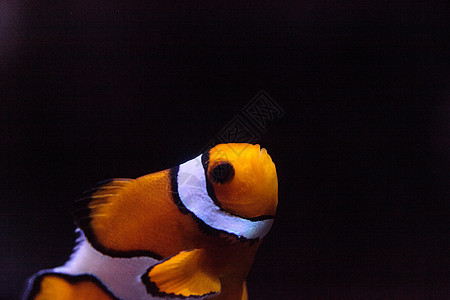 珊瑚鱼 安菲普里诺尼纳 在海洋鱼类中世界两栖辉煌摄影亮度荒野动物活力场景海葵图片