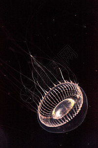 水晶水母是一种生物发光性氢辛烷磺酰胺海蜇野生动物海洋辉光海洋生物彩虹芡实背景图片