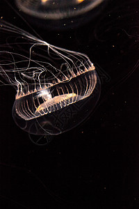 水晶水母是一种生物发光性氢辛烷磺酰胺海洋芡实海蜇海洋生物彩虹辉光野生动物图片