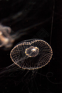 水晶水母是一种生物发光性氢辛烷磺酰胺野生动物芡实海蜇海洋海洋生物辉光彩虹背景图片