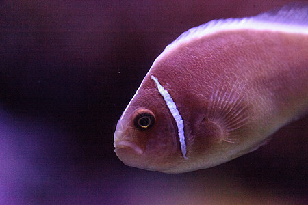 粉红臭鼬小丑鱼 叫安菲普里翁过渡动物珊瑚礁水族馆海洋盐水两栖臭鼬热带鱼礁石背景图片