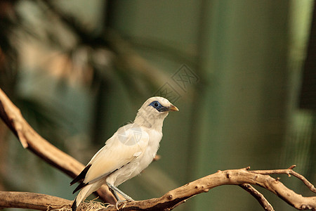 莱奥科普萨尔罗什柴尔迪白鸟羽毛野生动物鸟类图片