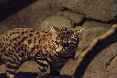 黑脚猫费利斯尼格里斯毛皮小猫黑猫野生动物斑点猫科动物荒野野猫哺乳动物图片