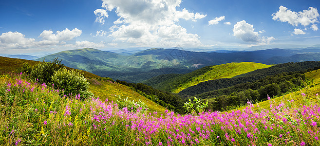 山顶的野花植物土地场景紫色拼贴画绿色场地植物群荒野地平线图片