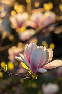 木兰花花叶子阳光植物学季节晴天植物紫色公园花园粉色图片