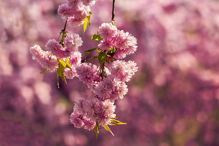 草上方的粉红樱花植物小路季节植物群花园风景公园胡同文化天空图片