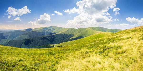 山顶的野草乡村植物群场地场景植物高地地平线天空丘陵绿色图片