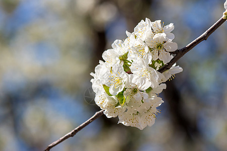 阳光下苹果树的花朵叶子场景绿色植物季节花园植物群生长白色花瓣图片