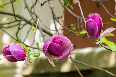 木兰花花花瓣植物季节性植物群粉色阳光叶子植物学季节公园图片