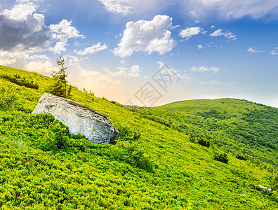 日出时 孤单的锥形树和石场景苏醒荒野松树旅游天空草地爬坡远足森林图片