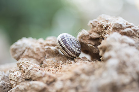 岩石上的蜗牛壳图片