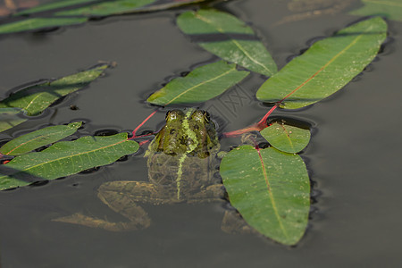 叶子之间水中的青蛙冒险森林动物宏观生态野生动物荒野嘎嘎反射丛林图片