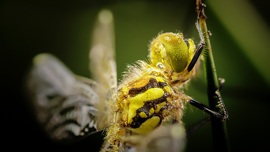 在草地上紧闭一只漏洞摄影森林动物动物群荒野叶子蜻蜓生活生物图片