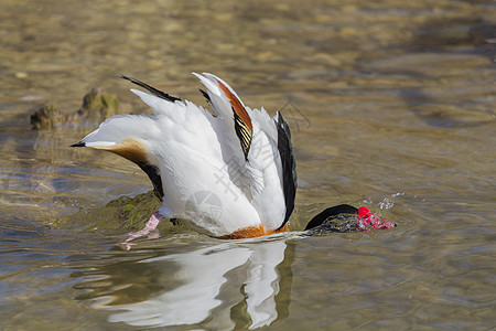漂浮在水中的勃兰干人男性女性涉猎沼泽鸭子动物群鸟类水鸟野鸟反射图片
