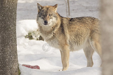 野狼在雪中吃肉景观动物毛皮生存木材野生动物说谎狼疮食肉捕食者图片