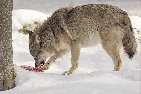 野狼在雪中吃肉食物狼疮说谎季节灰狼野生动物毛皮危险哺乳动物大灰狼图片