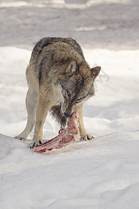野狼在雪中吃肉公园景观食肉捕食者生存哺乳动物大灰狼生物成人动物图片