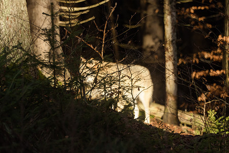 森林中的狼群狼疮动物园毛皮眼睛生物动物学猎人动物哺乳动物食肉图片