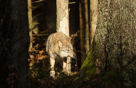 森林中的狼群猎人哺乳动物狼疮动物动物学动物园捕食者公园生物鼻子图片