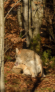 森林中的狼群俘虏旅行动物学捕食者犬类毛皮公园猎人野生动物鼻子图片
