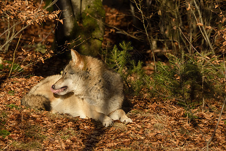森林中的狼群鼻子猎人公园毛皮狼疮生物动物园野生动物荒野哺乳动物图片
