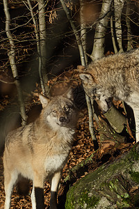 森林中的狼群猎人木头野生动物旅行鼻子眼睛荒野动物园生物哺乳动物图片