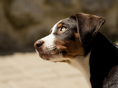 Appenzeller小狗头食物宠物公园朋友乐趣动物犬类运动哺乳动物三色背景图片