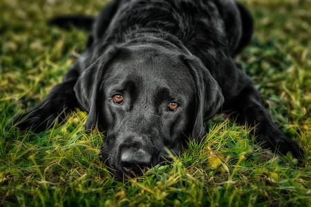 黑色拉布拉多检索器 躺在草上看着镜头的绿色草地公园场地哺乳动物友谊宠物实验室动物猎犬图片