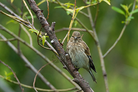 Finch 在一个分支上森林同胞荒野观鸟雀科翅膀紫色棕色鸣禽花园图片