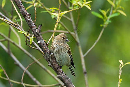 Finch 在一个分支上苔藓女性花园同胞动物群雀科翅膀观鸟动物栖息图片