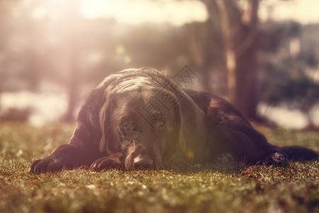 黑色拉布拉多检索器 躺在草上看着镜头的绿色背光草地猎犬实验室宠物动物友谊太阳哺乳动物图片