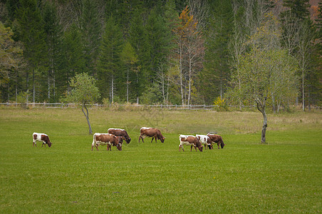 牲畜在牧场上农场摄影风光田园金色冒险家畜农业草地奶牛场图片