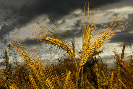 田间 作物田地的贝利场地小麦生长稻草经济农作物粮食大麦乡村植物图片