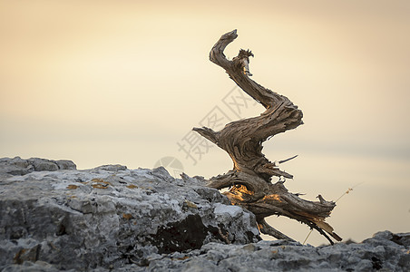 日出时死木在岩石上图片