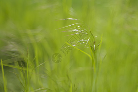 吹在风中草皮农业阳光稻草场地绿色雨滴植物牧场草地图片