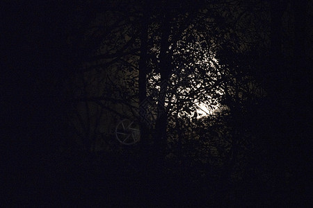 满月在夜里裸露的树枝和树枝后面黑色月球季节天空月亮树木黑暗森林星星蓝色图片