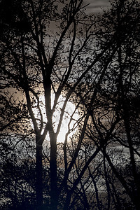 满月在夜里裸露的树枝和树枝后面黑暗森林天空蓝色季节树木星星黑色月亮场景图片