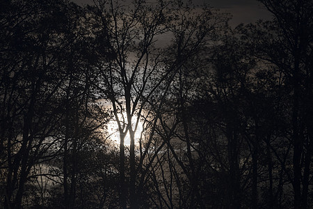 满月在夜里裸露的树枝和树枝后面天空黑色蓝色森林树木季节星星场景月球月亮图片