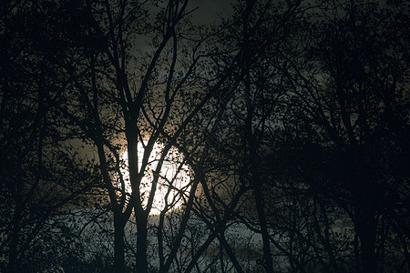 满月在夜里裸露的树枝和树枝后面星星月亮黑暗月球场景蓝色森林树木季节黑色图片