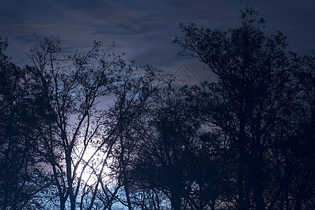 满月在夜里裸露的树枝和树枝后面蓝色树木天空月球月亮星星黑色森林黑暗季节图片