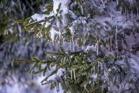 雪和冰覆盖着斯普鲁斯树枝 冰冻的微粒云杉针叶天气环境木头阳光季节森林松树植物图片