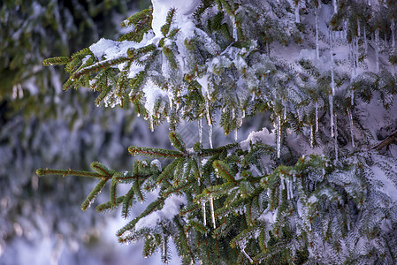 雪和冰覆盖着斯普鲁斯树枝 冰冻的微粒天气松树枝条针叶云杉季节太阳森林环境阳光图片