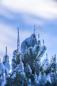 雪和冰覆盖着斯普鲁斯树枝 冰冻的微粒云杉环境木头植物针叶松树季节枝条阳光太阳图片