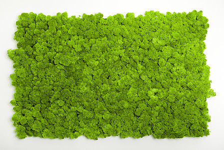 驯鹿苔藓墙绿墙装饰地衣植物生长植物群叶子宏观绿化石蕊绿色图片